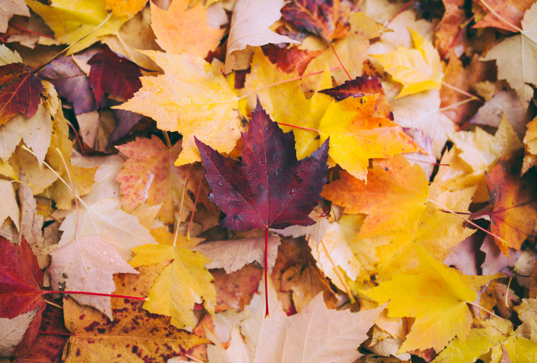 Fun Fall Activities to do with your Toddler